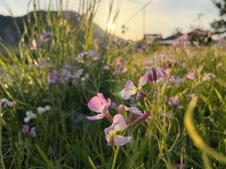 兵庫県 新温泉町 ハマダイコンの花が見頃 浜坂県民サンビーチ 観光情報 新着情報 公式 兵庫 山陰 湯村温泉 湧泉の宿ゆあむ 旅館 ホテル