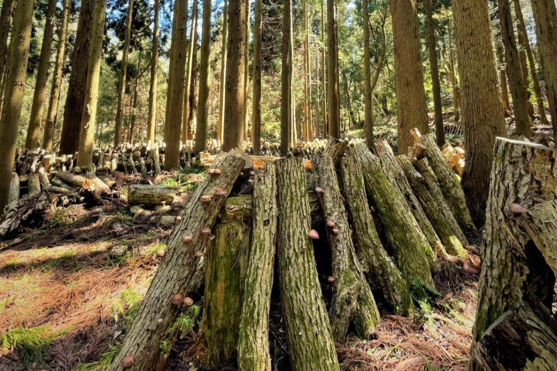 【兵庫県/新温泉町】原木しいたけ～森の中で手間暇かけて自然栽培～