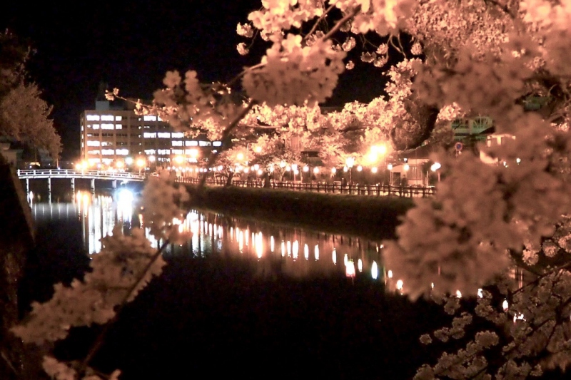 鳥取城跡/久松公園　桜のライトアップ