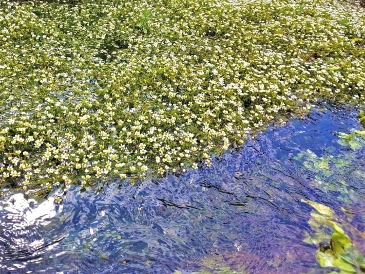 【関西の穴場】湯村温泉周辺の梅花藻（バイカモ）の名所