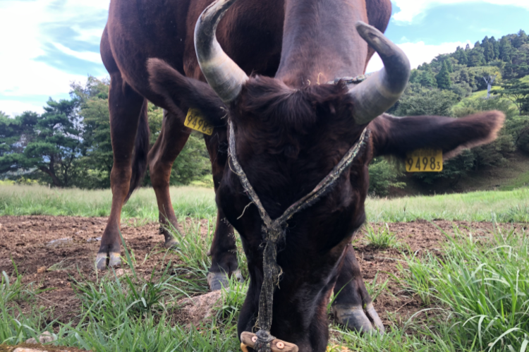 【世界の但馬牛まつり】＜但馬牧場公園＞