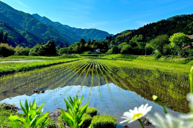 兵庫県/湯村温泉周辺の棚田～何度でも訪れたくなる移りゆく景色～