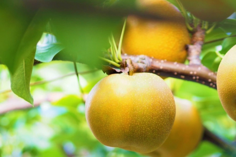 兵庫県/湯村温泉周辺で秋の味覚/梨を楽しめるスポット（梨狩り・購入ほか）