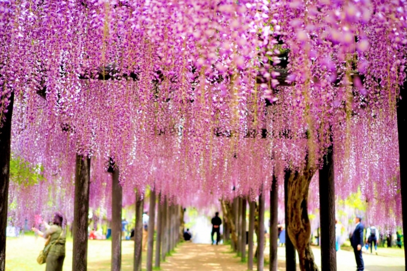 兵庫県/湯村温泉周辺の「藤の花」を楽しめるスポット
