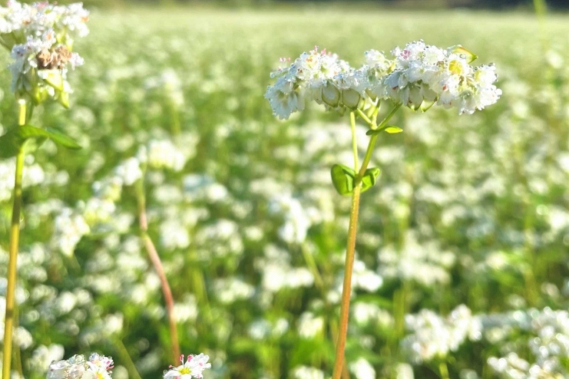 秋に可憐に咲き誇るそばの花＜兵庫県/新温泉町＞