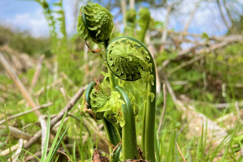 【兵庫県/新温泉町】そばの花　満開の様子