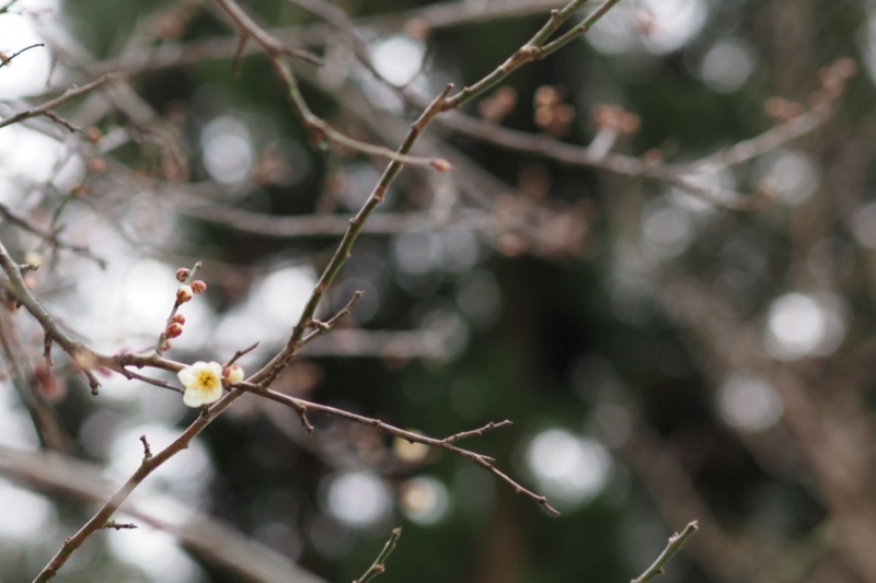 湯村温泉　梅の花
