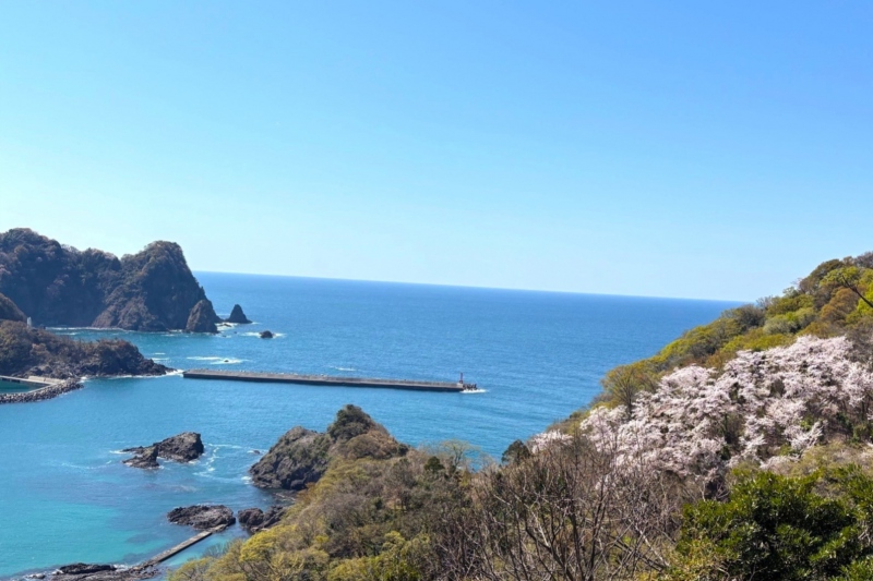 泰雲寺のしだれ桜の開花状況　2022/4/2撮影
